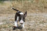 BULL TERRIER 072